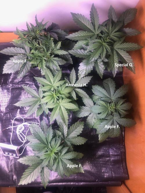 2025 Fall Grow. Week 3 - 31.10