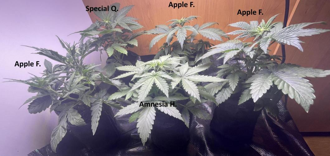 2025 Fall Grow. Week 4 - 3.11.