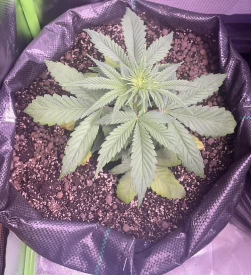 2025 Fall Grow. Week 4 - Apple F. 
6.11.