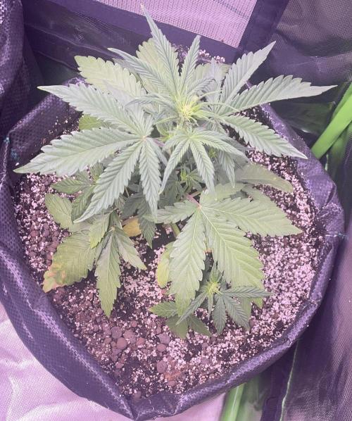 2025 Fall Grow. Week 4 - Special Q.
6.11.