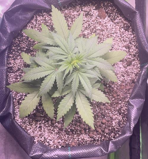 2025 Fall Grow. Week 4 - Amnesia H.
6.11.