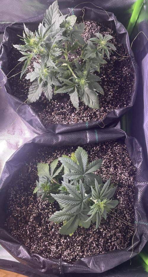 2025 Fall Grow. Week 4 - Apple F. with LST
6.11.