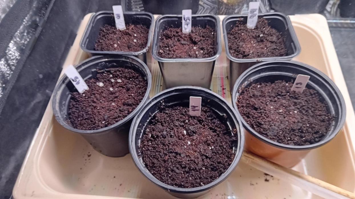 Byebye2025. Week 0 - Feijões medicinais no solo.