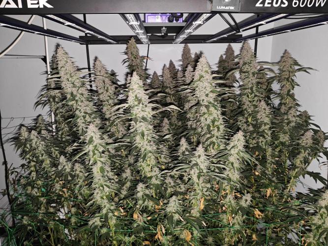 Black cherry. Week 10