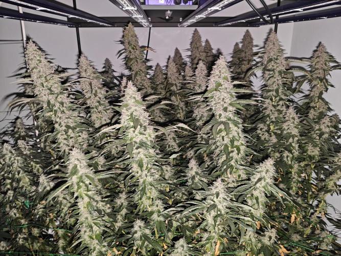 Black cherry. Week 10