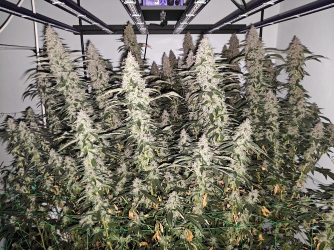 Black cherry. Week 10