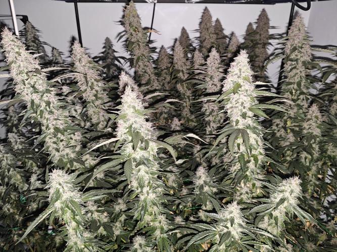 Black cherry. Week 10