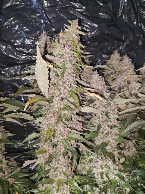 Black cherry. Week 11