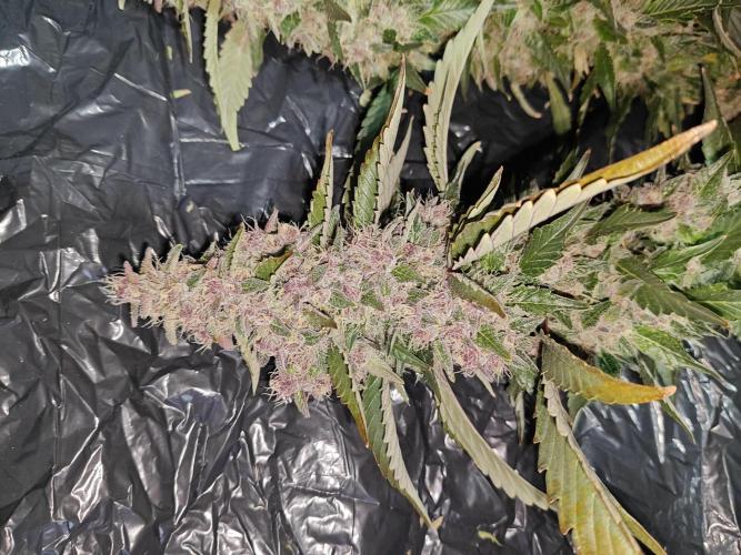 Black cherry. Week 11