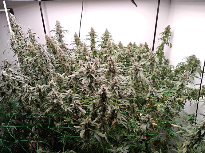 Black cherry. Week 11 - Después de cortar las puntas.