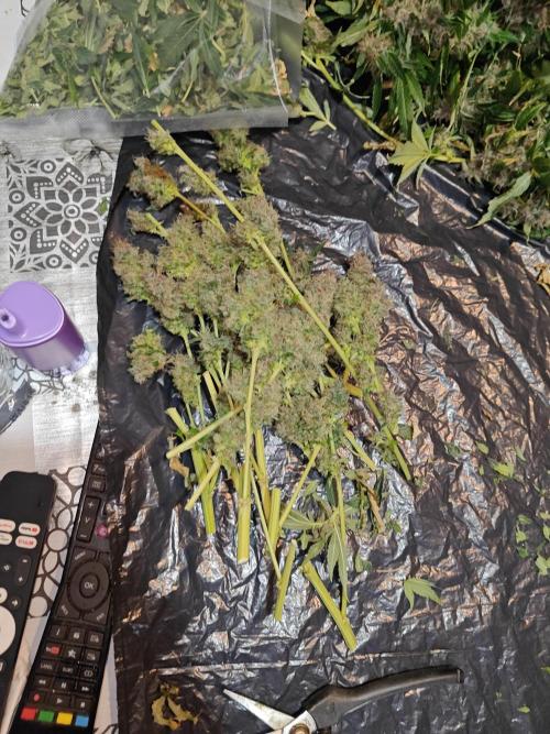 Black cherry. Week 11