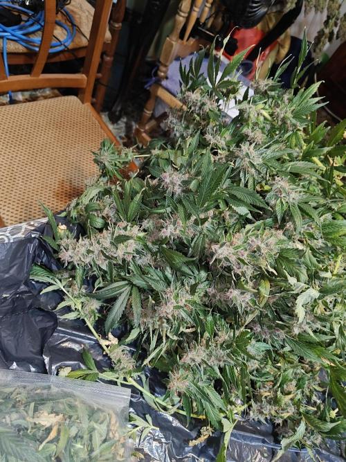 Black cherry. Week 11