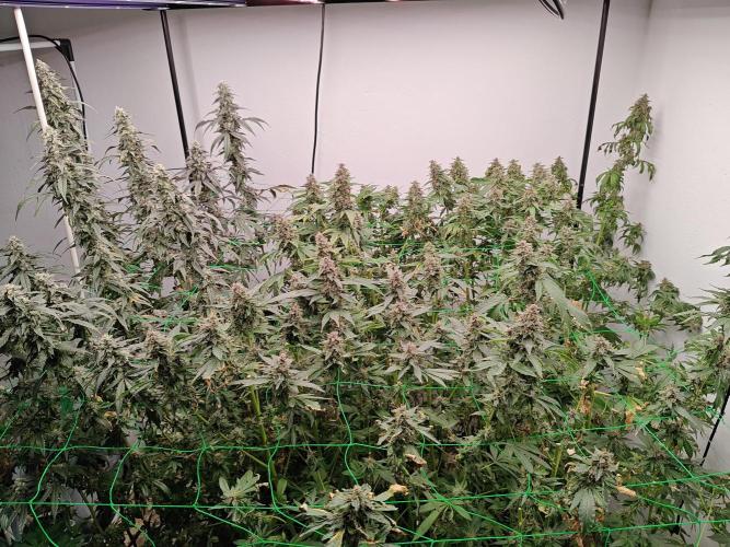 Black cherry. Week 11