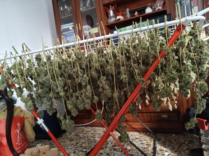 Black cherry. Week 11