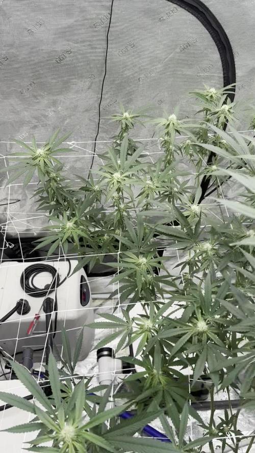 SuperBoof - Blockhead Budz