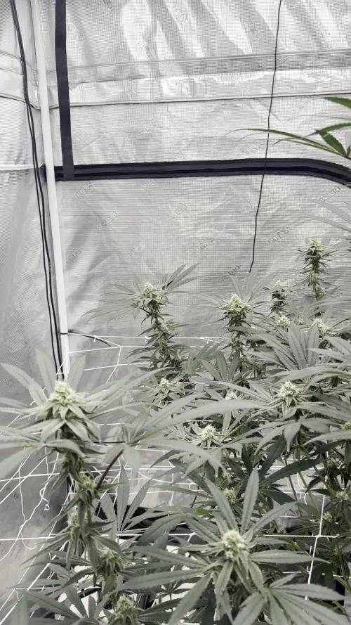 SuperBoof - Blockhead Budz