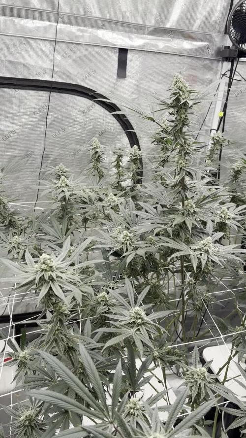 SuperBoof - Blockhead Budz