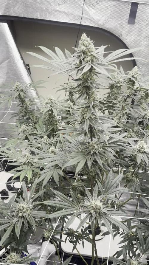 SuperBoof - Blockhead Budz