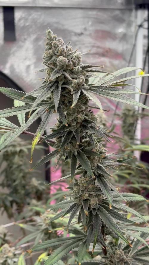 SuperBoof - Blockhead Budz