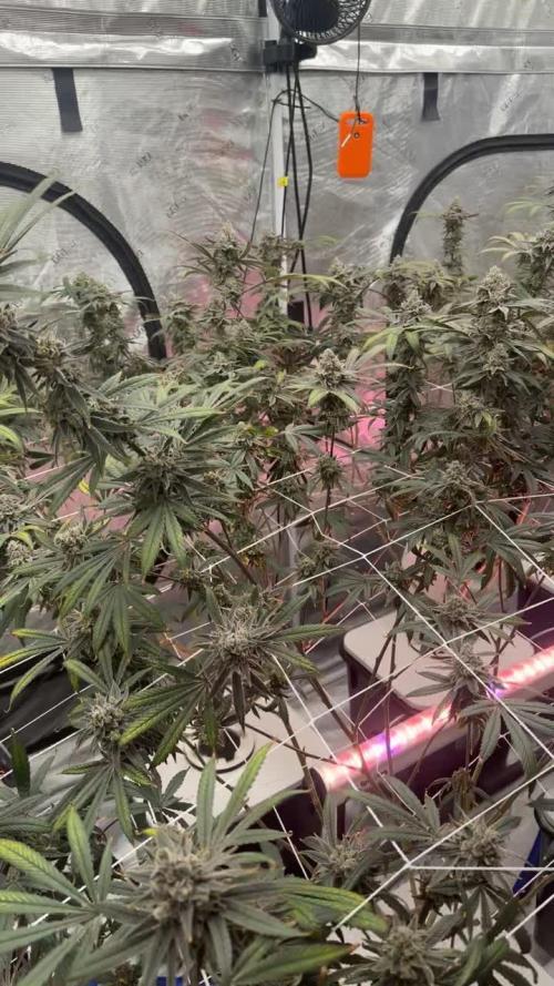 SuperBoof - Blockhead Budz