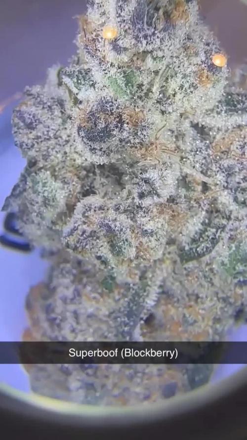 SuperBoof - Blockhead Budz