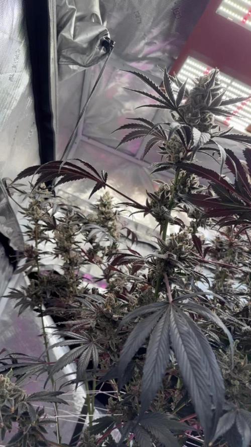 Super Fried Applez - Homegrown Genetics