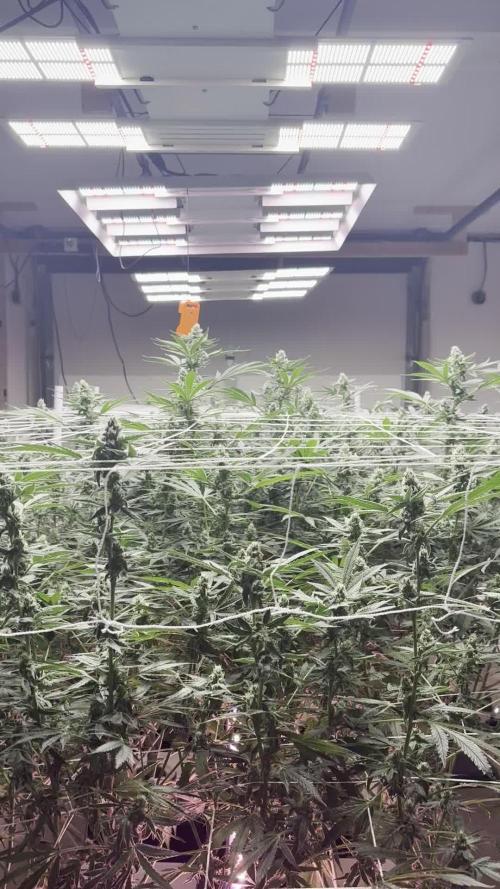 Super Fried Applez - Homegrown Genetics