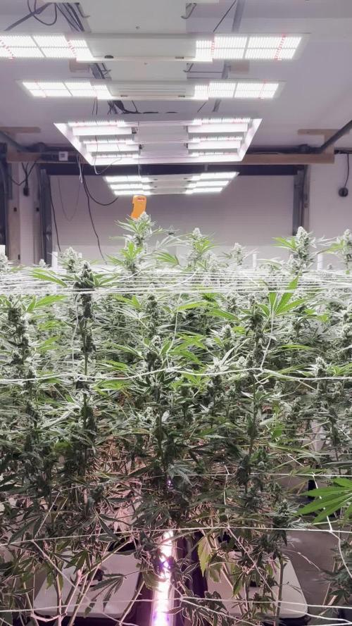 Super Fried Applez - Homegrown Genetics