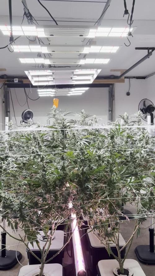 Super Fried Applez - Homegrown Genetics