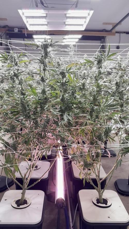 Super Fried Applez - Homegrown Genetics