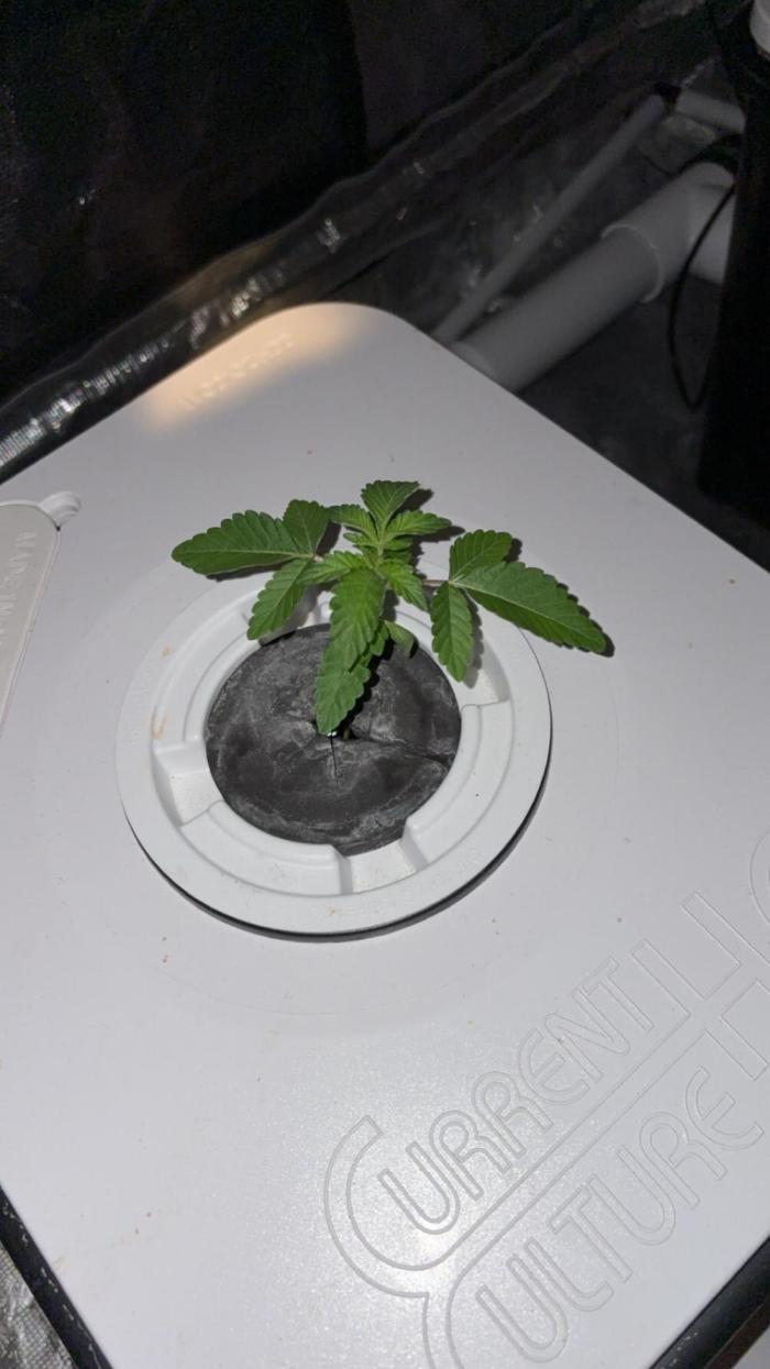 Cherry Crisp - Homegrown Genetics. Week 1