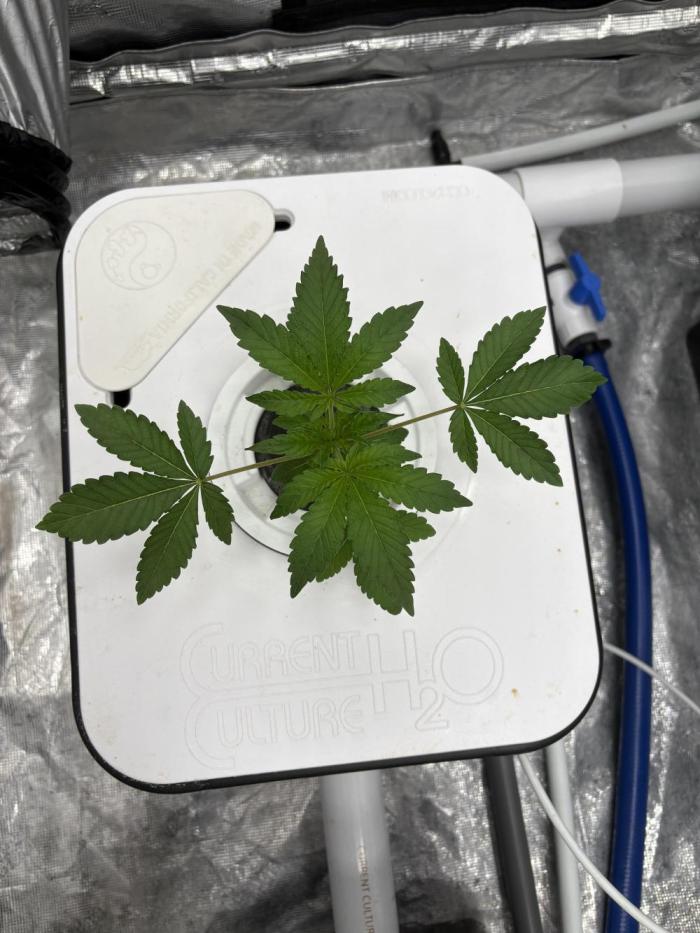 Cherry Crisp - Homegrown Genetics. Week 3