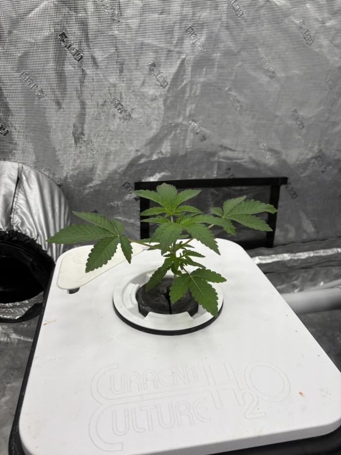 Cherry Crisp - Homegrown Genetics. Week 2