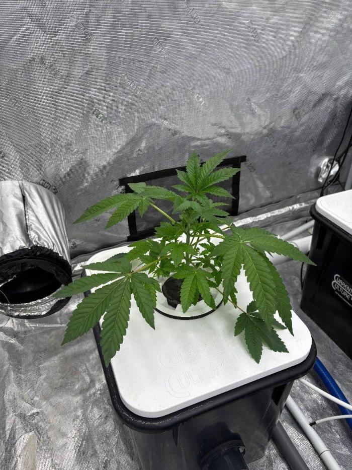 Cherry Crisp - Homegrown Genetics. Week 2