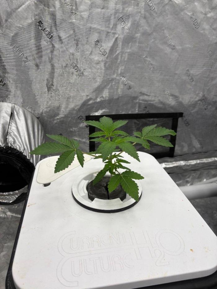 Cherry Crisp - Homegrown Genetics. Week 3