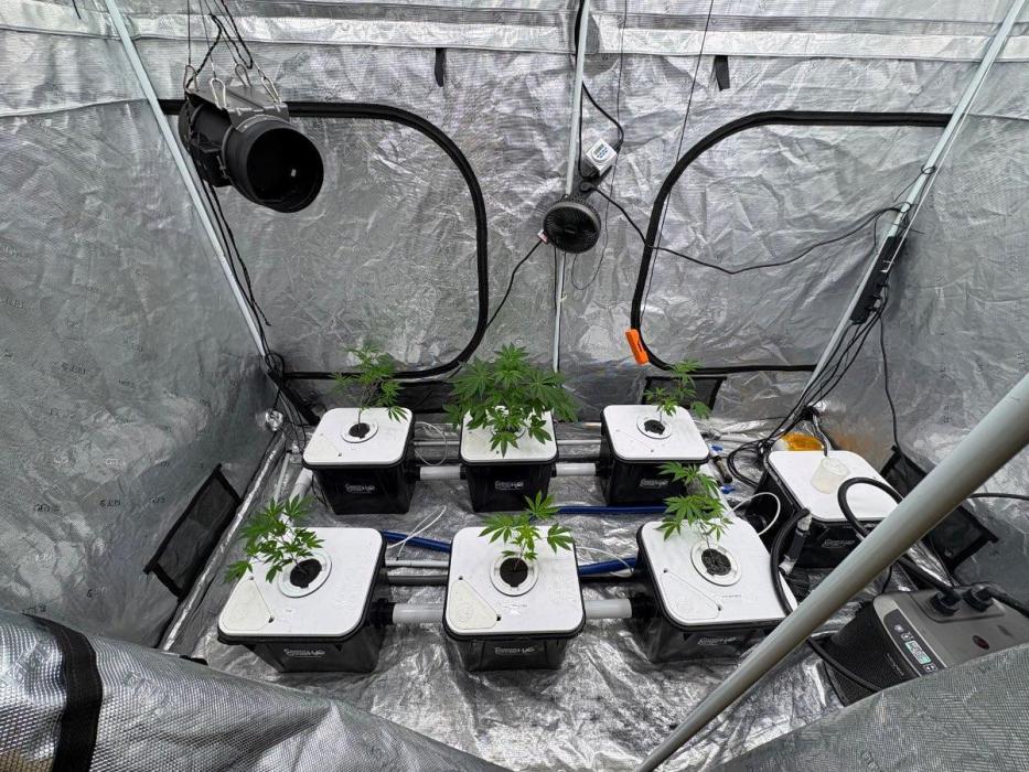 Cherry Crisp - Homegrown Genetics. Week 4