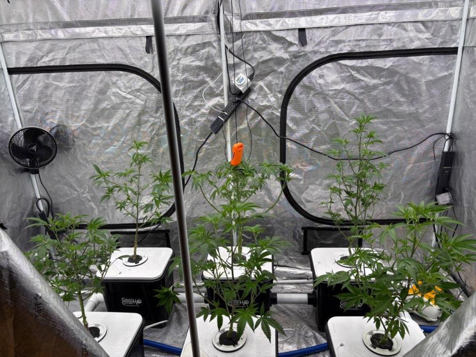 Cherry Crisp - Homegrown Genetics. Week 5