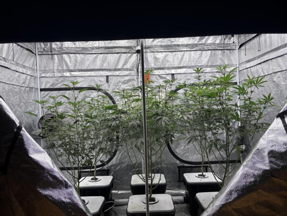 Cherry Crisp - Homegrown Genetics. Week 7