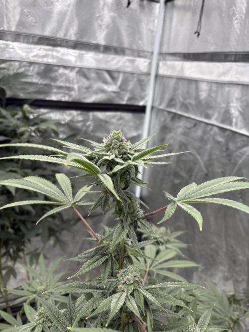 Cherry Crisp - Homegrown Genetics. Week 8