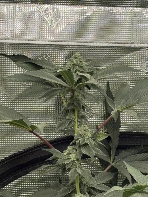 Cherry Crisp - Homegrown Genetics. Week 8
