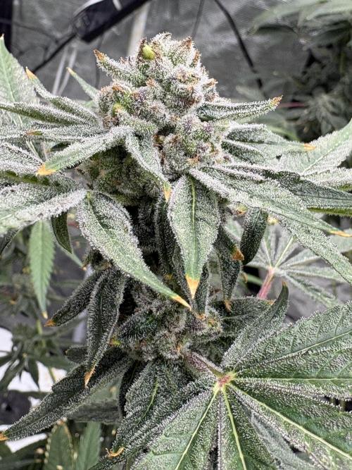 Cherry Crisp - Homegrown Genetics. Week 9