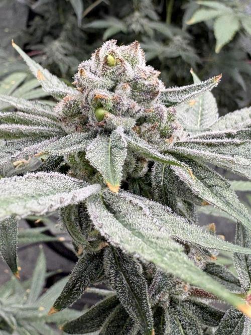 Cherry Crisp - Homegrown Genetics. Week 9