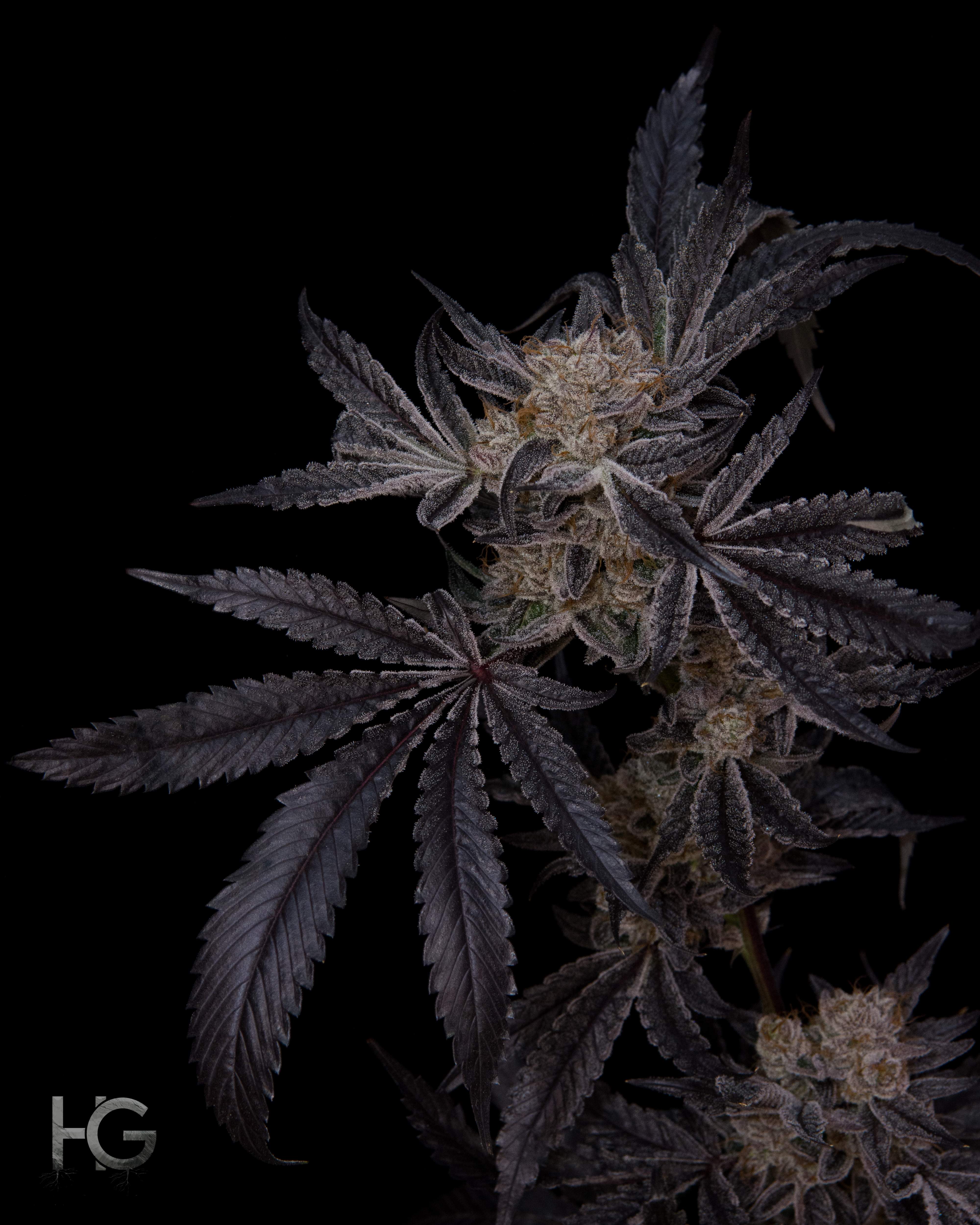 Exotic Grease Monkey 2 grow diary (journal) 2 harvest8 by