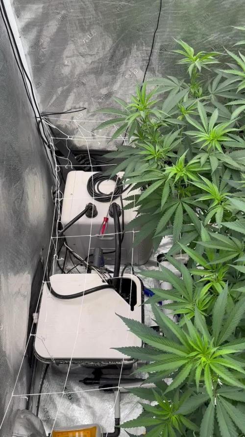 SuperBoof - Blockhead Budz