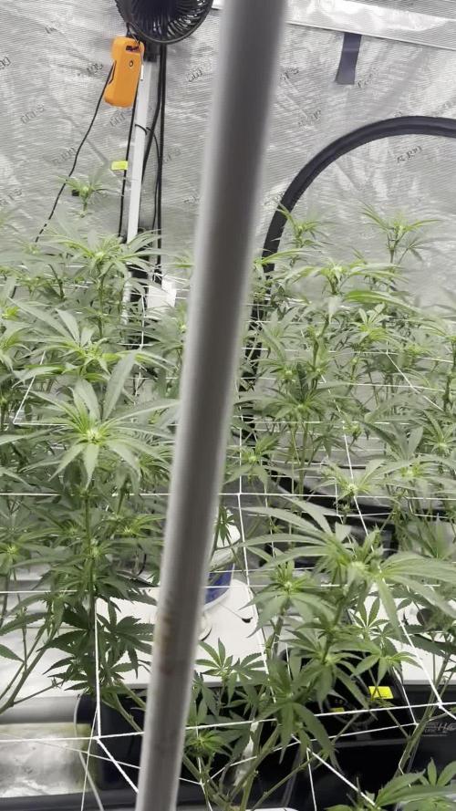 SuperBoof - Blockhead Budz