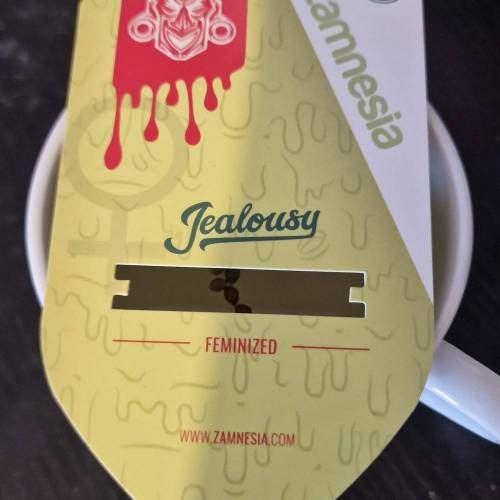 Jealousy | Zamnesia. Week 0