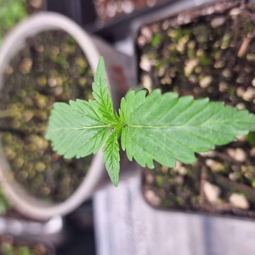 Jealousy | Zamnesia. Week 1