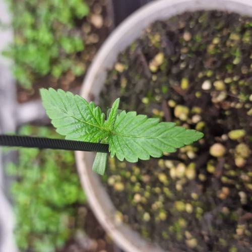 Jealousy | Zamnesia. Week 1