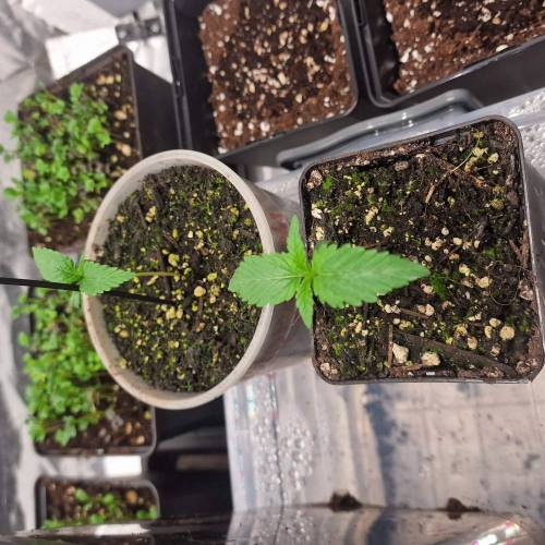 Jealousy | Zamnesia. Week 1