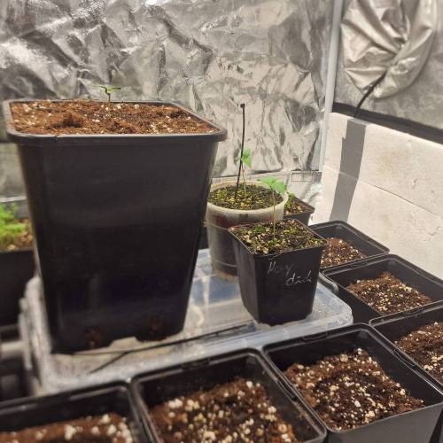 Jealousy | Zamnesia. Week 1